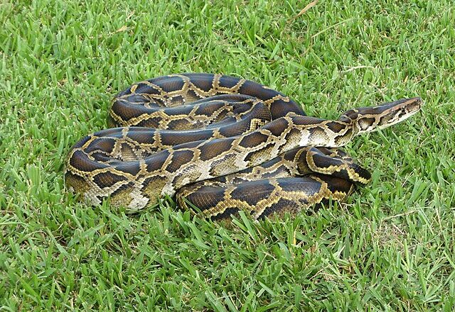 Burmese Python 'Hot Spot' Detected in Palm Beach County