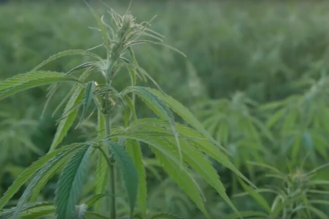 Telehealth Eyed for Medical Marijuana use Certification