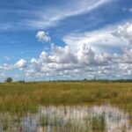 Everglades
