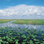 Everglades