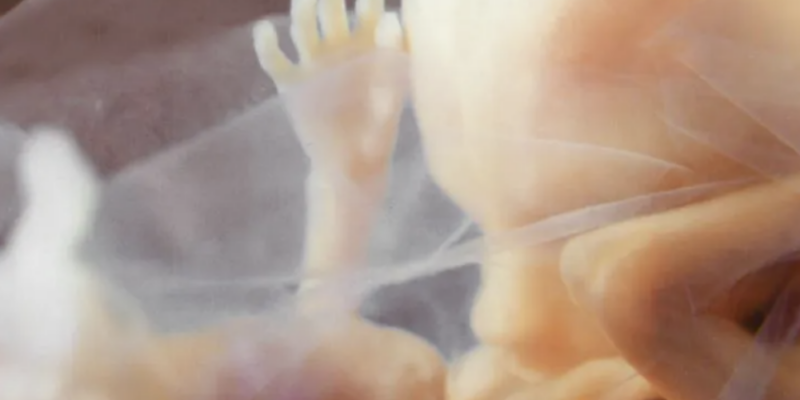 Senate Conservatives Concerned Over Controversial Abortion Drug’s Environmental Impact