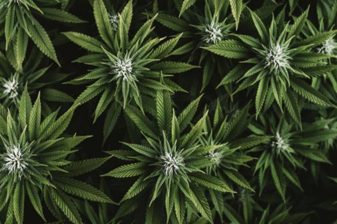 After Marijuana Amendment Failed, New Bill Would Let Floridians Grow Medical Weed at Home