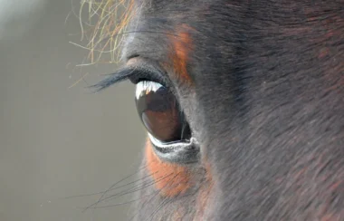 Slot Machines Over Stallions? Florida’s Horse Racing Future Is at Risk