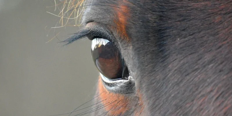 Slot Machines Over Stallions? Florida’s Horse Racing Future Is at Risk